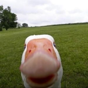 Meet your Posher, Kobe